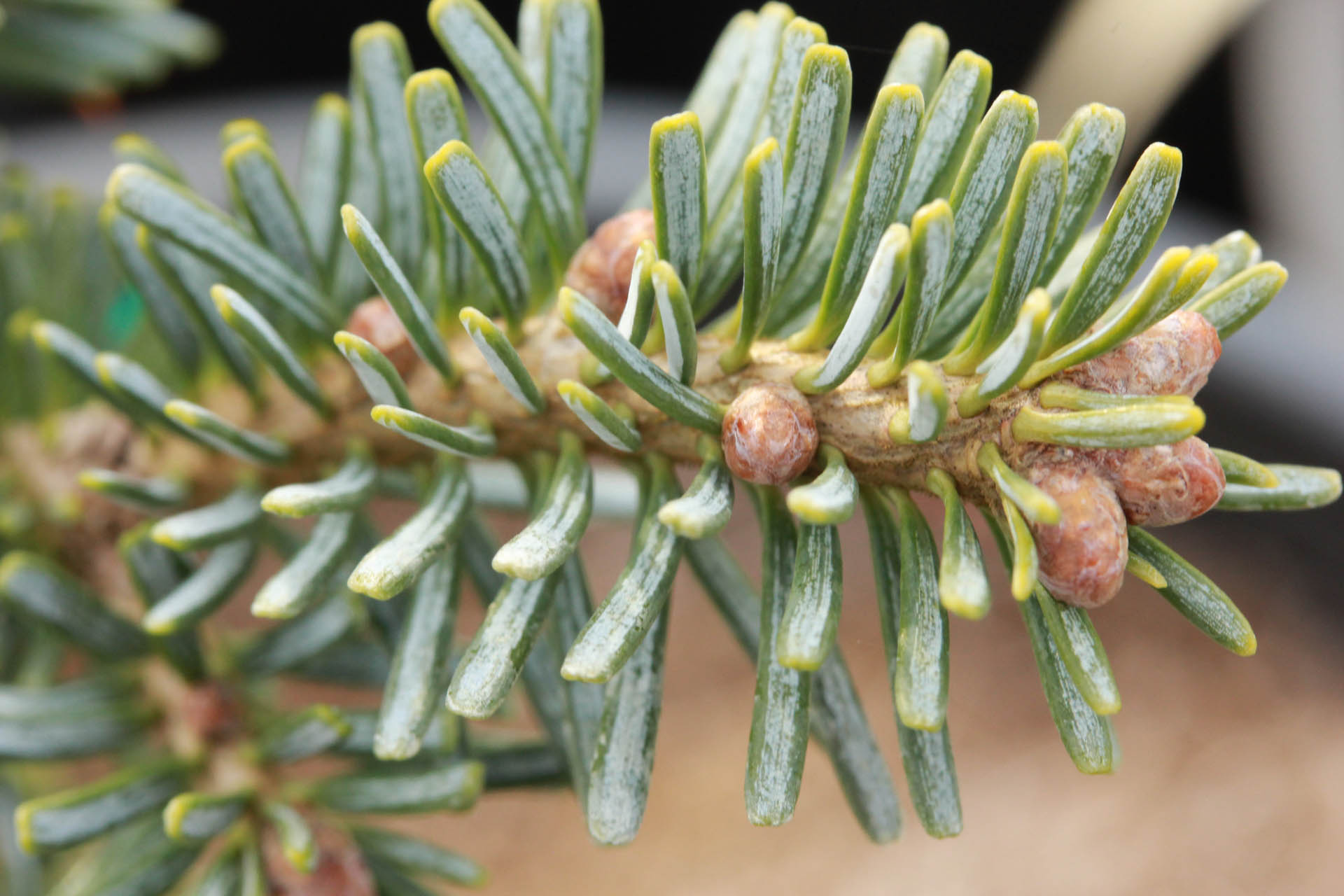 Abies koreana x lasiocarpa 
